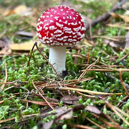 Bosio Nad Morze 別荘 シュトゥトボ