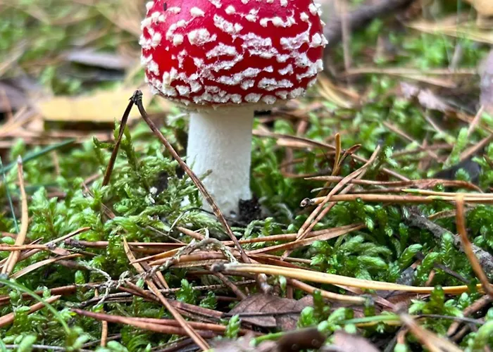 Bosio Nad Morze Дом отдыха Штутово